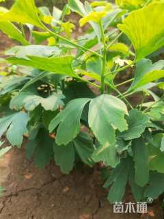 高度50厘米银杏小苗