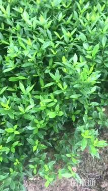 高度10厘米栀子花