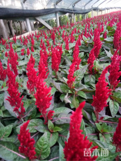 高度20厘米一支笔