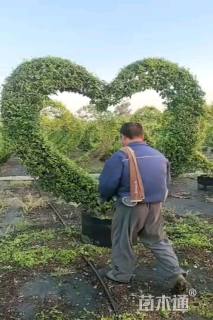 1公分造型小叶女贞