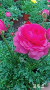 高度30厘米牡丹