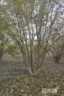 高度400厘米丛生金叶白蜡