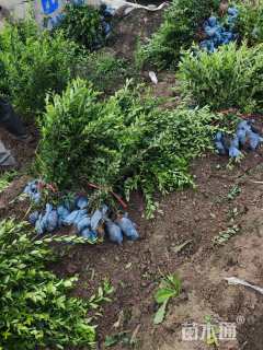 高度60厘米水腊