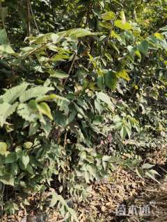 高度120厘米红榉小苗