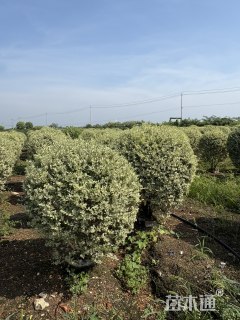 冠幅100厘米银姬小蜡球