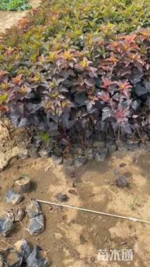 高度80厘米紫叶风箱果