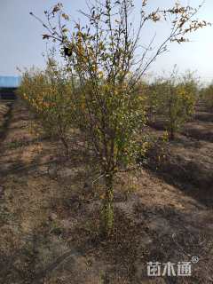 高度200厘米果石榴