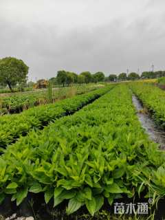 高度10厘米肾叶堇