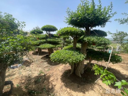 35公分造型对节白蜡