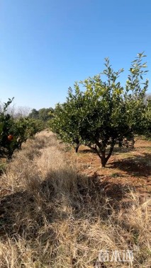 高度250厘米南丰蜜桔