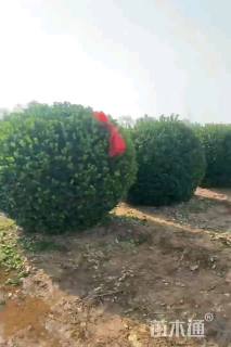 冠幅180厘米大叶黄杨球