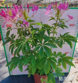 高度40厘米醉蝶花