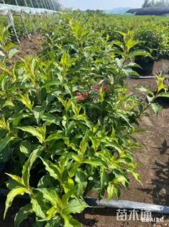 高度60厘米锦带花