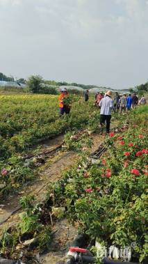 高度40厘米月季
