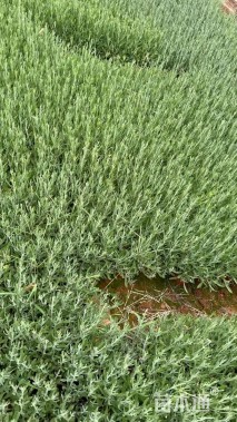 高度15厘米薰衣草