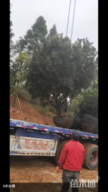 冠幅300厘米杨梅球