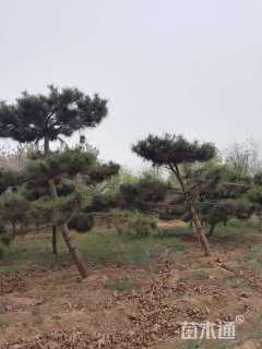 13公分造型油松