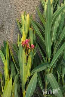 高度150厘米夹竹桃