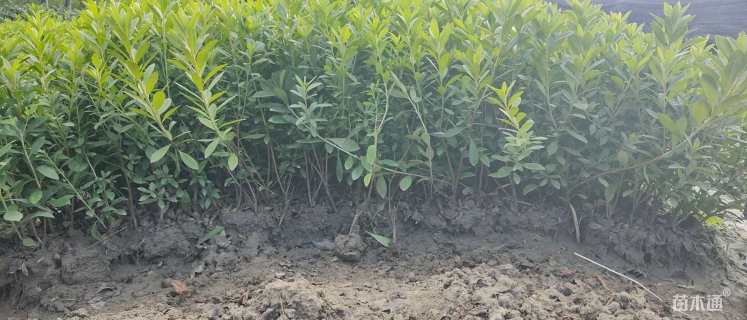 高度30厘米春鹃小苗