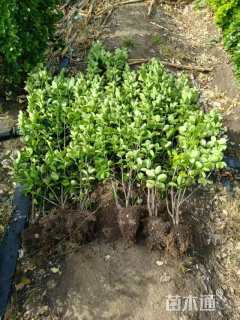高度130厘米北海道黄杨