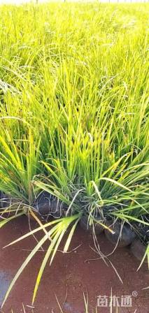 高度25厘米金线菖蒲