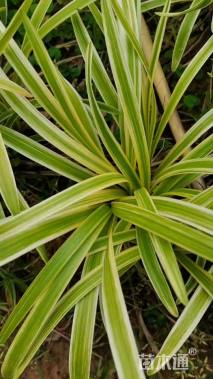 高度10厘米金边麦冬