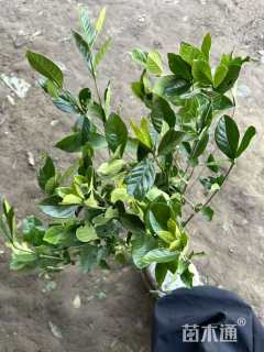 高度60厘米大叶栀子