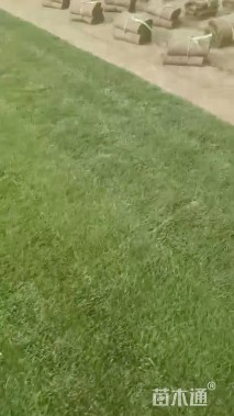 富裕种子高羊茅种子