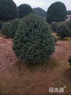 冠幅150厘米茶花球