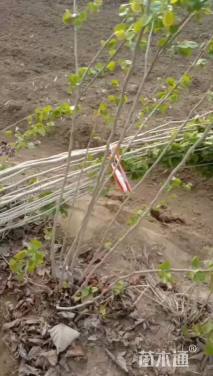 高度250厘米丛生紫荆