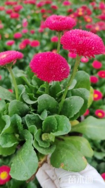 高度30厘米雏菊