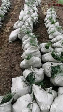 高度15厘米小兔子狼尾草