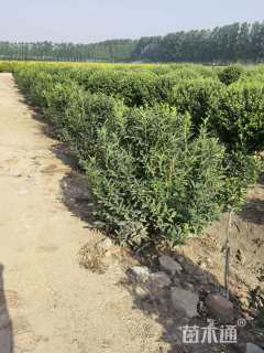 高度100厘米连翘