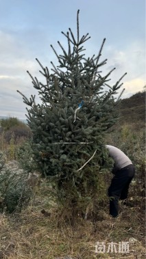 高度300厘米青海云杉