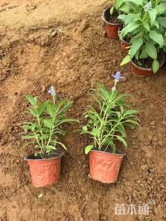 高度10厘米超级鼠尾草