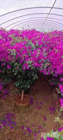 高度80厘米紫花三角梅