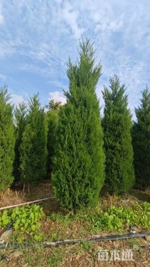 高度350厘米蜀桧