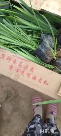 高度25厘米马兰头