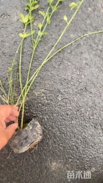 高度55厘米云南黄馨