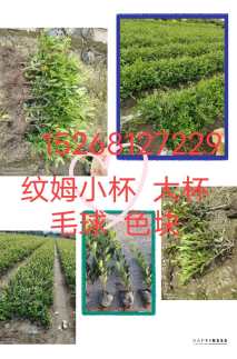 高度40厘米小叶蚊母