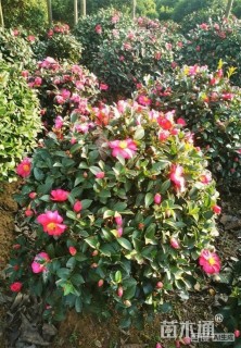 冠幅100厘米茶梅球