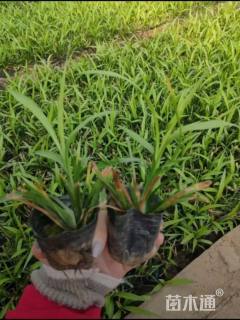 高度15厘米吉祥草