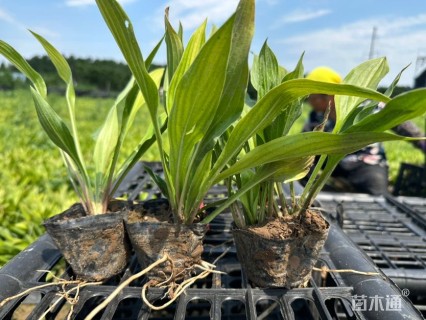 高度20厘米紫花玉簪