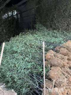 地栽苗紫竹