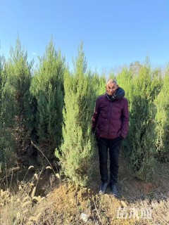 高度220厘米塔柏