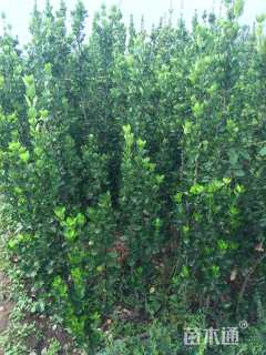 高度150厘米北海道黄杨