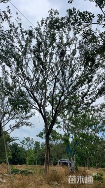 25公分朴树