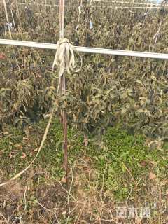 高度60厘米木绣球