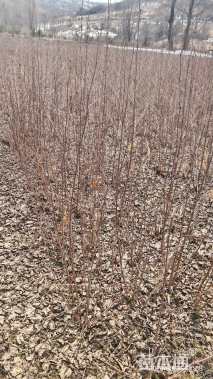 高度80厘米白桦小苗