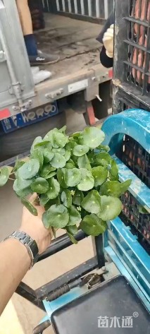 高度15厘米铜钱草